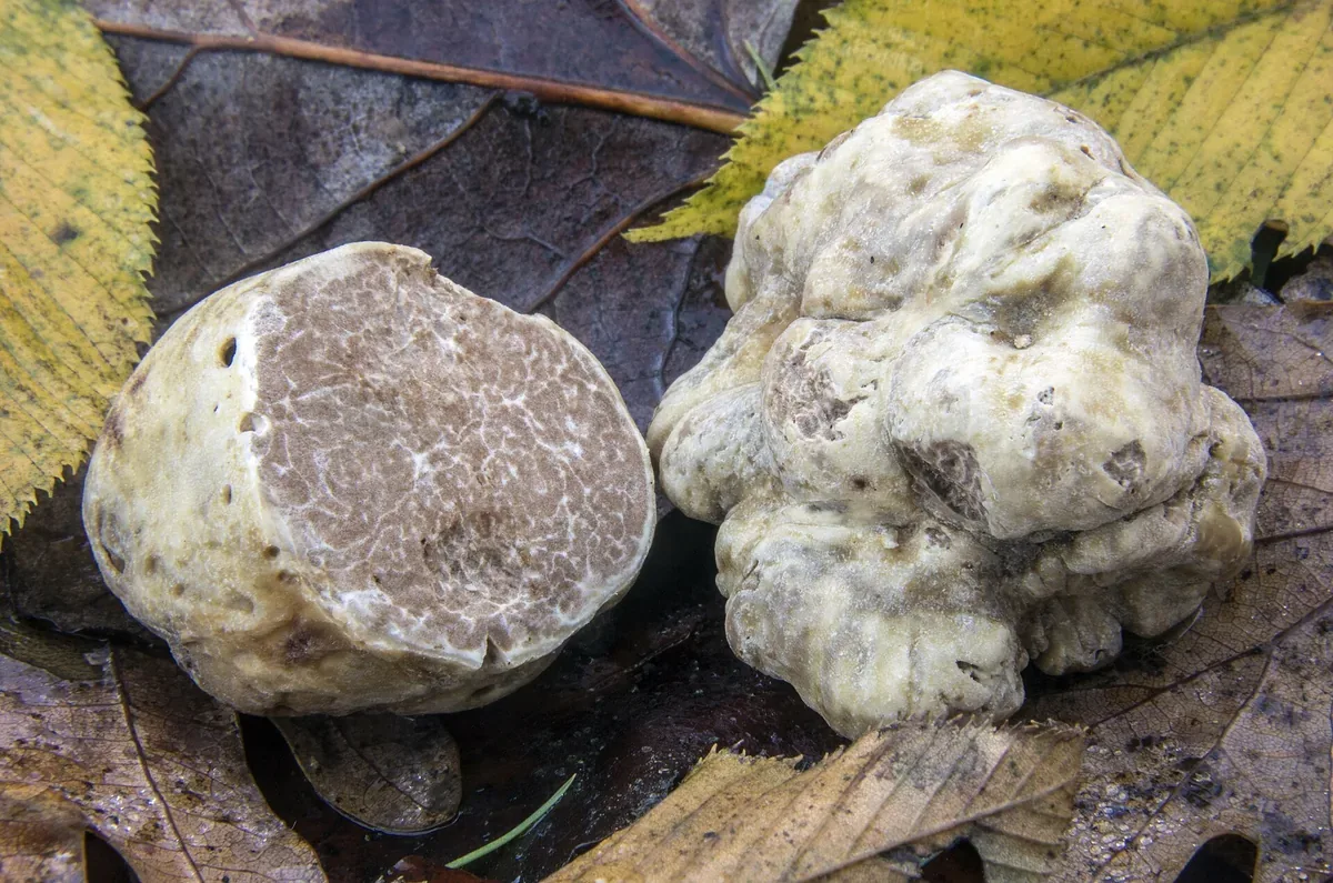 I tartufi dell'Alto Molise