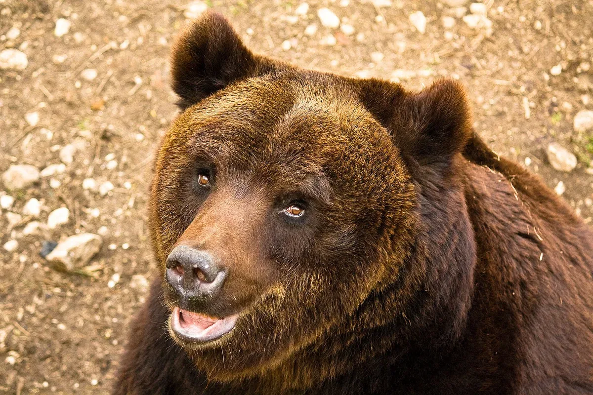 Se si incontra un orso marsicano