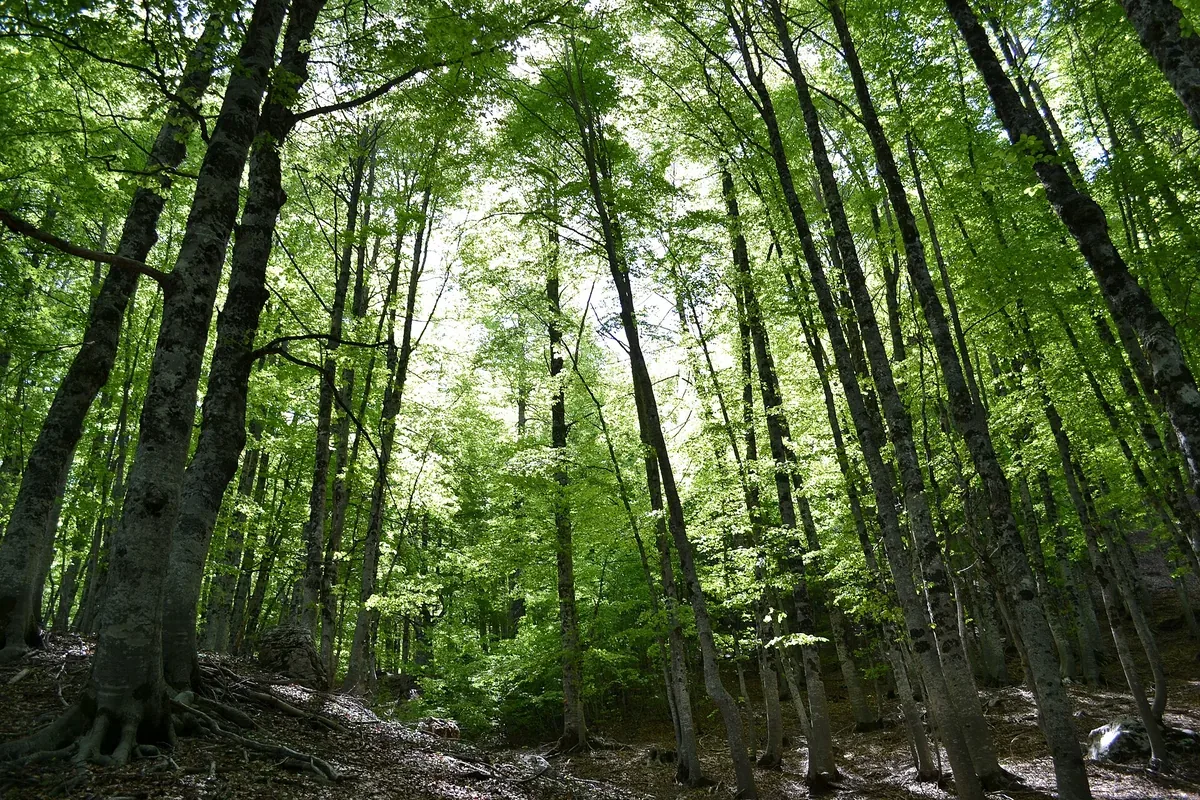 Le faggete vetuste d'Abruzzo