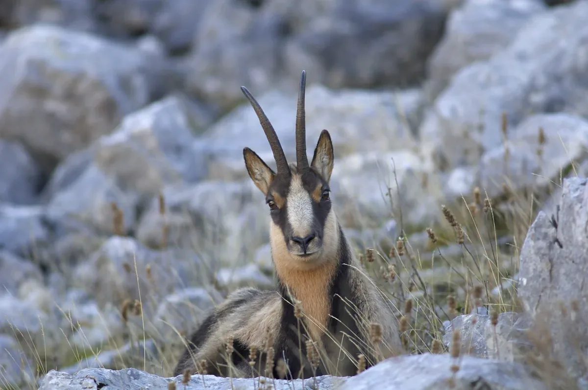 Lupi, camosci e cervi dell'Appennino